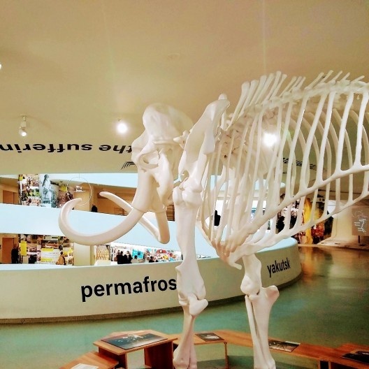 Exposição “Countryside, The Future”, Guggenheim Nova York, fev. 2020. Proposta expositiva na rampa, guarda-corpo e teto