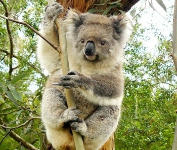 Coala no santuário de Philip Island