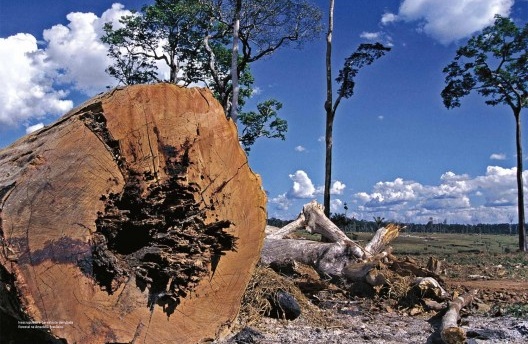 Em diversas de suas correspondências, Burle Marx se insurge contra a inescrupulosa derrubada florestal na Amazônia Brasileira, que infelizmente se agravou ainda mais na última década