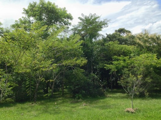 Bosque denso formado na margem do rio Mambucaba
