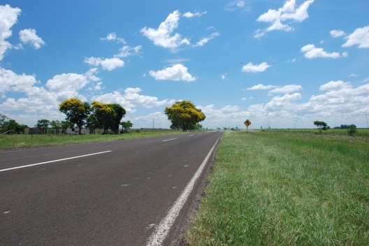 Argentina Peltophorum dubium na fronteira com o Brasil