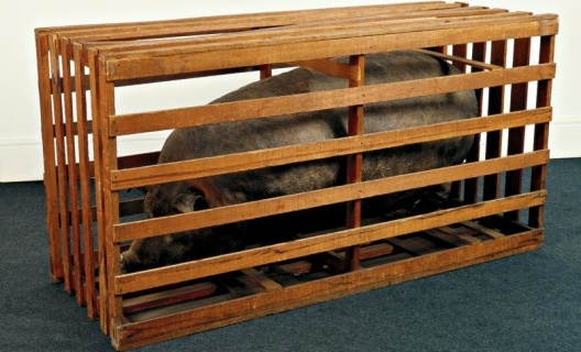 Nelson Leirner, O Porco, 1966