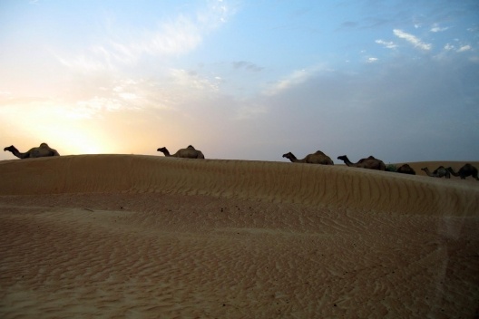 Camelos no deserto, Dubai