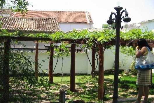 Parreira no quintal do Palácio Conde dos Arcos