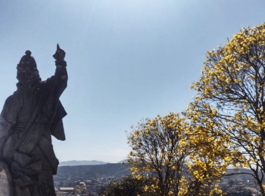 Os ipês amarelos da cidade dos profetas