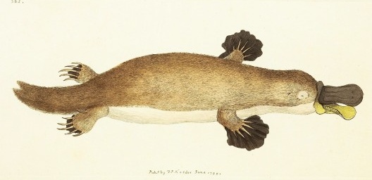 Primeira descrição do ornitorrinco, produzida por George Shaw e publicada na Miscelânea do Naturalista, 1799