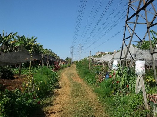 Horta “pacumê” em São Mateus, zona leste de São Paulo, 25 jul. 2017