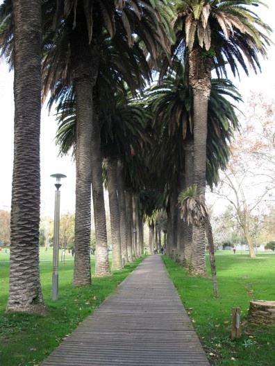 O renque duplo de Palmeiras das Canárias (Phoenix canariensis Hort. ex Chabaud), que podem atingir a altura de 20 metros