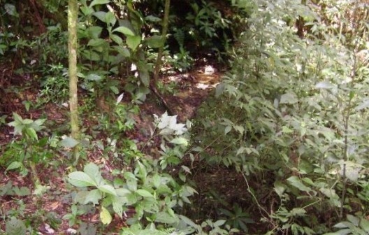 Local da nascente nº 4