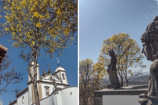 Ipês-amarelos de Congonhas no Santuário do Senhor Bom Jesus de Matosinhos