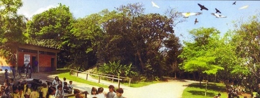 Aves-pipas, soltura das aves-pipa