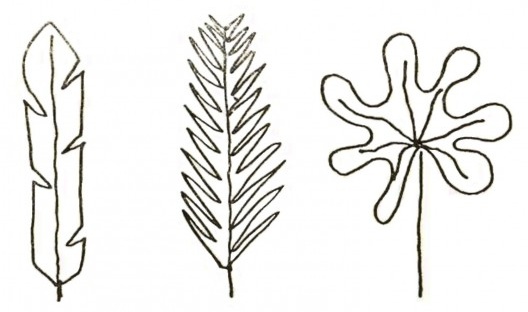 Flora nacional em ilustrações de Holanda no Roteiro