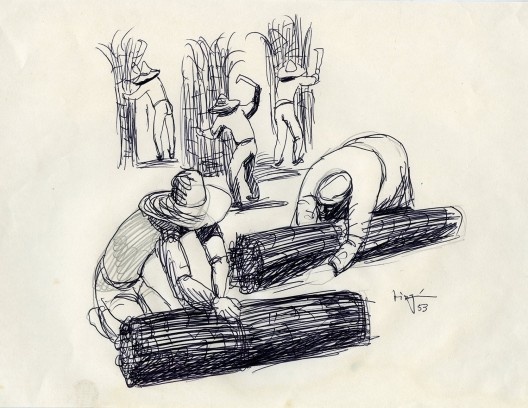 “Cana”, desenho de Virginia Artigas, 1952