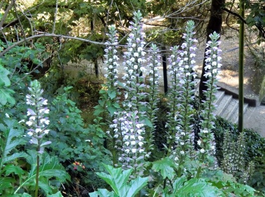 Acanthus mollis em flor, Roma, Julho 2013