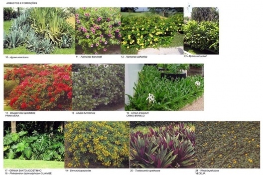 Especificação de arbustos e forração
