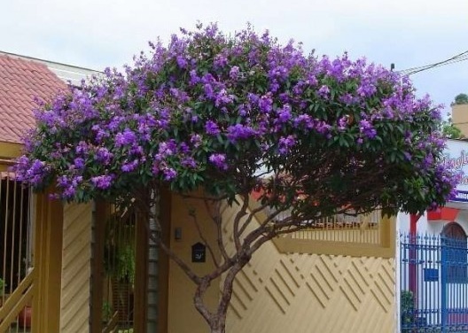 Tibouchina granulosa. Efeitos paisagísticos completamente diferentes, mas não levados em consideração pelo órgão competente