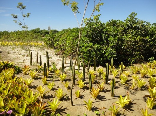 Vila Residencial de Mambucaba, ipês-amarelos (Senna chrysotricha) recém plantados em meio a bromélias e cactos, aproveitando maciço arbustivo existente, Paraty RJ. Paisagismo de Eduardo Barra