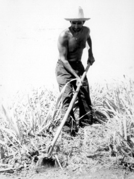 Roberto Segre no campo de cana em Cuba, finais dos anos 1960. A “grande safra dos 10 milhões” foi em 1970