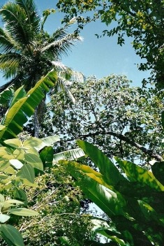 Quintais pomares de Olinda, 2005.