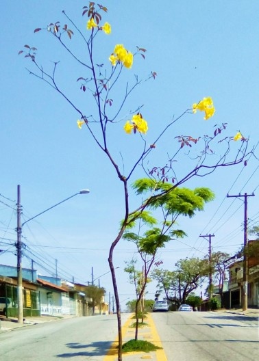 Rua Patrocínio Paulista, arborização no asfalto, Cidade Patriarca, São Paulo