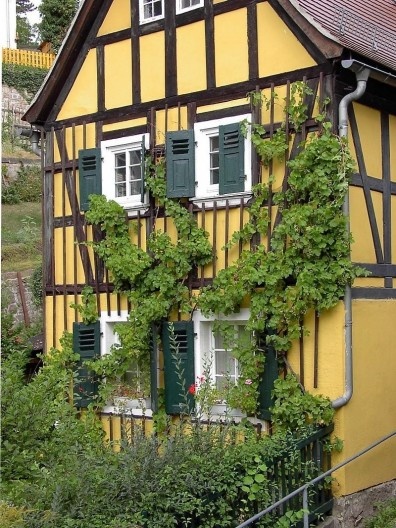Videira em edificação na Alemanha